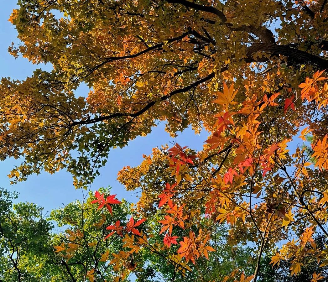 茶具怎么选：盖碗、紫砂、玻璃 · 本地场景