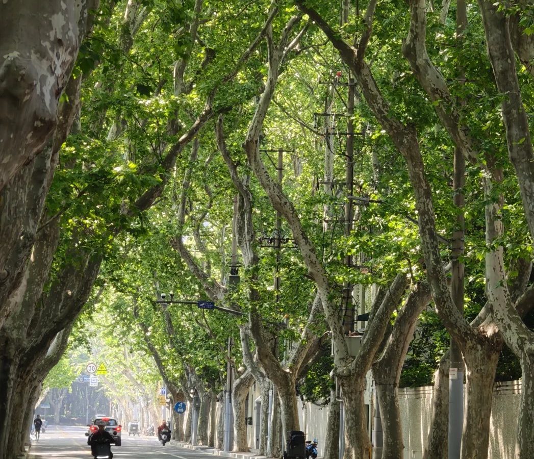 后花园花千坊是什么：名字由来与范围 · 本地场景