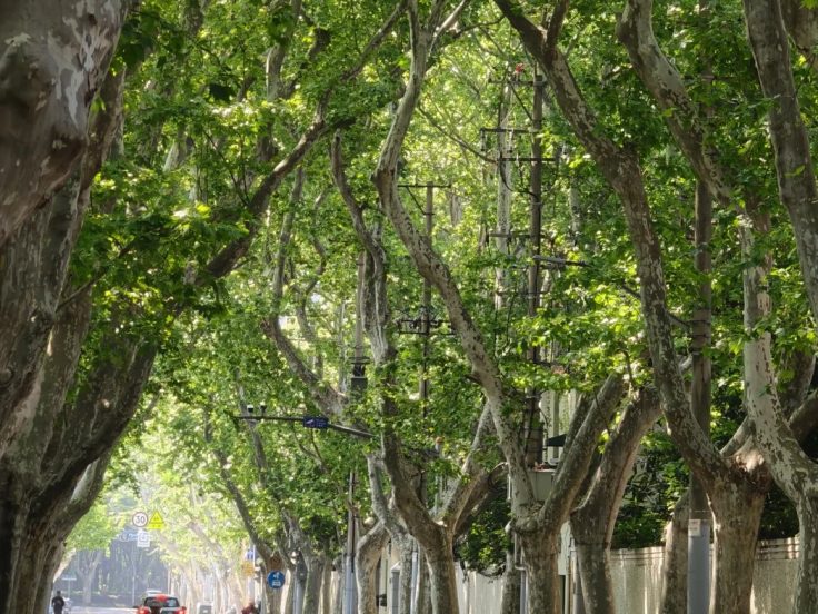 后花园花千坊是什么：名字由来与范围 · 本地场景